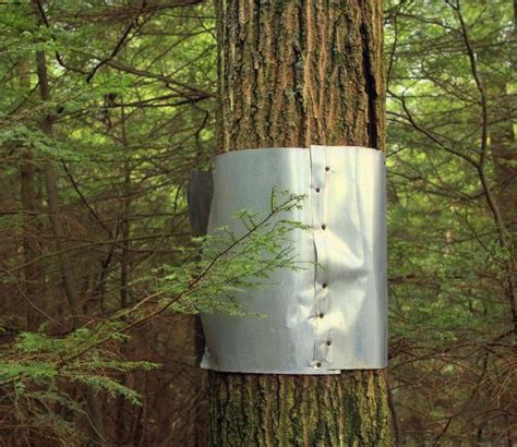 sheet metal for trees|sheet metal squirrel guard.